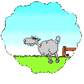 Running-Sheep